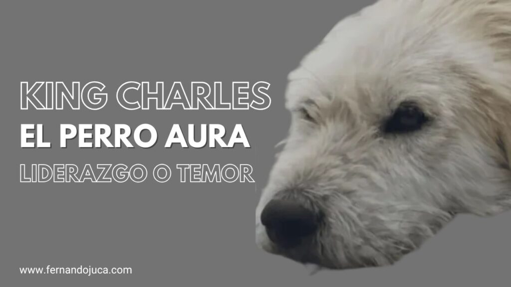 King Charles, el perro aura de China: ¿líder pacificador o reflejo del miedo?