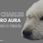 King Charles, el perro aura de China: ¿líder pacificador o reflejo del miedo?