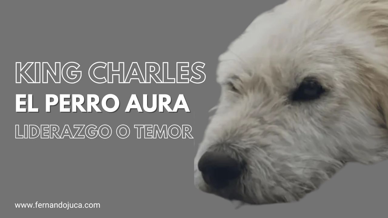 King Charles, el perro aura de China: ¿líder pacificador o reflejo del miedo?