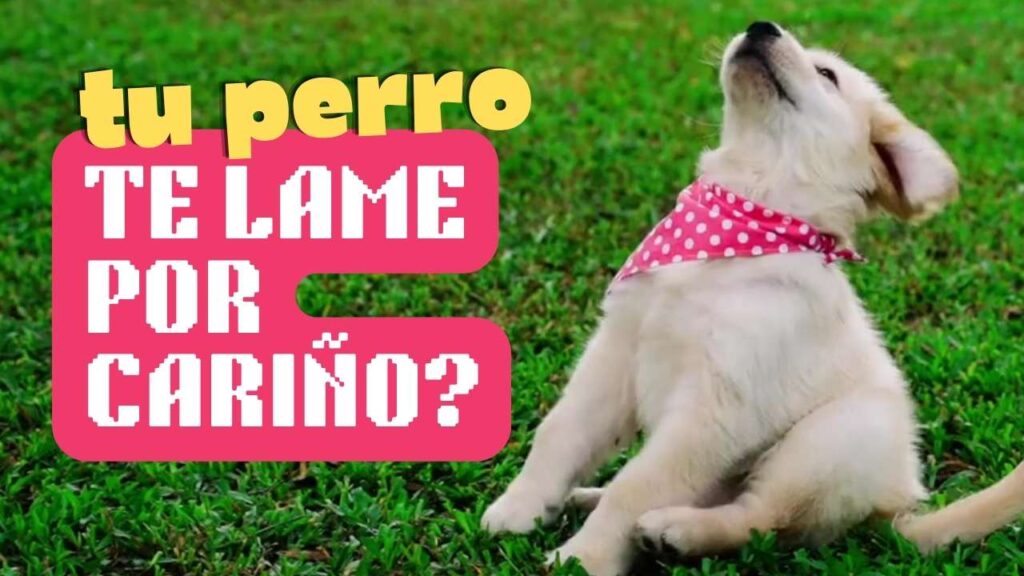 ¿Tu perro te lame por cariño? Tal vez no sea lo que crees🐶