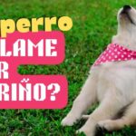 ¿Tu perro te lame por cariño? Tal vez no sea lo que crees🐶