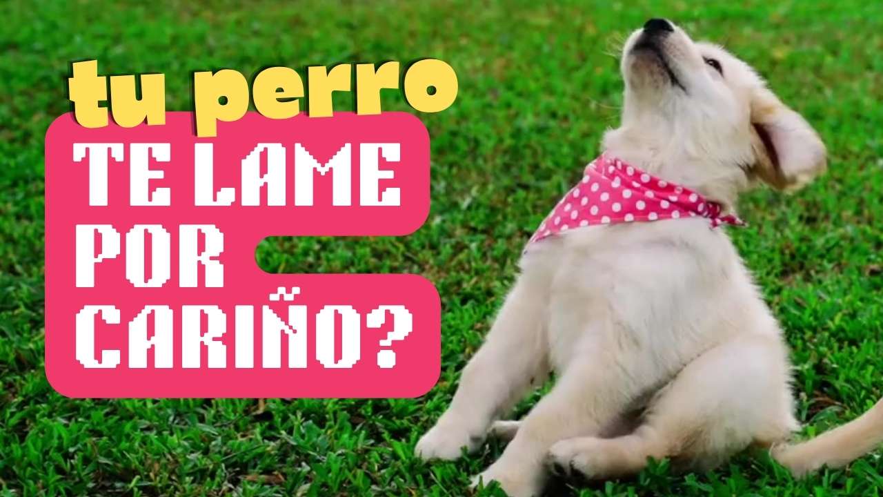 ¿Tu perro te lame por cariño? Tal vez no sea lo que crees🐶